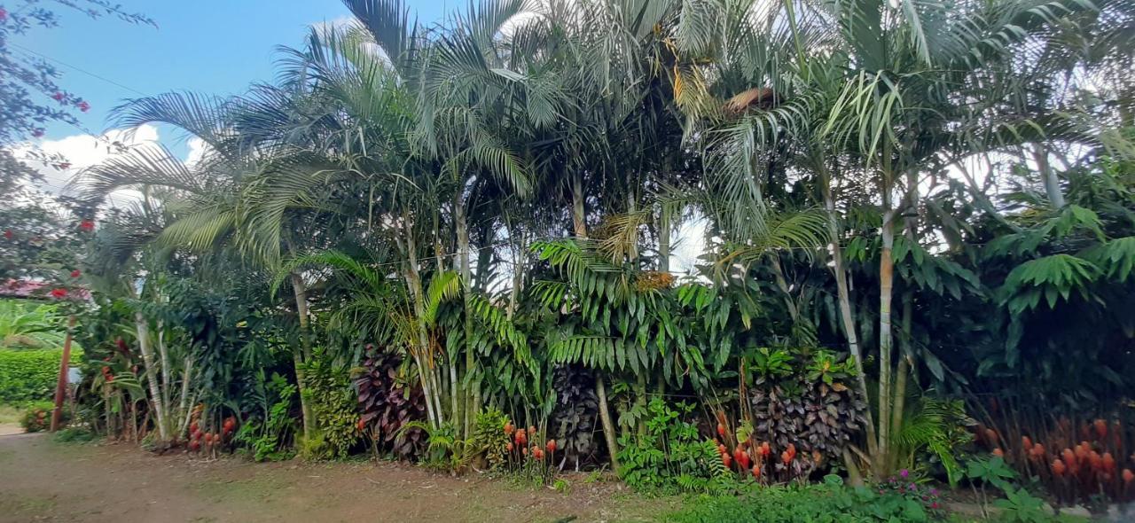 Bed and Breakfast Jardin entre Montañas Bijagua Exterior foto