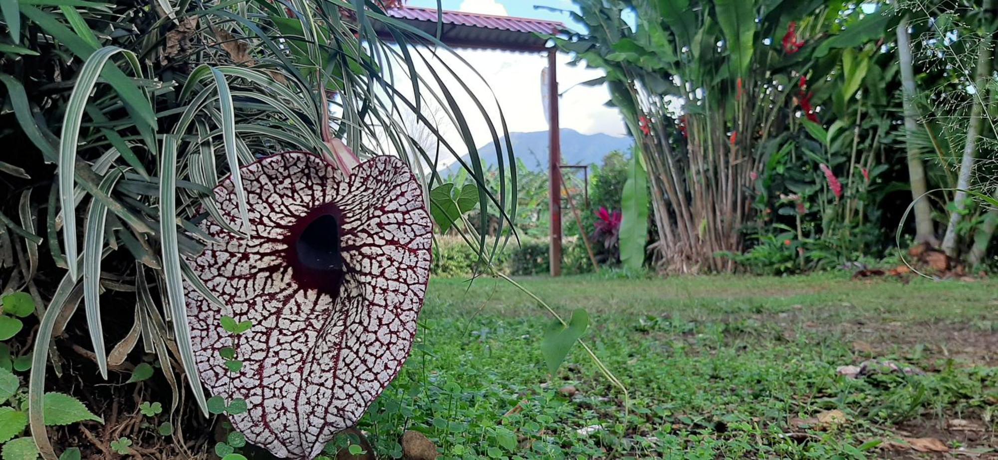 Bed and Breakfast Jardin entre Montañas Bijagua Exterior foto