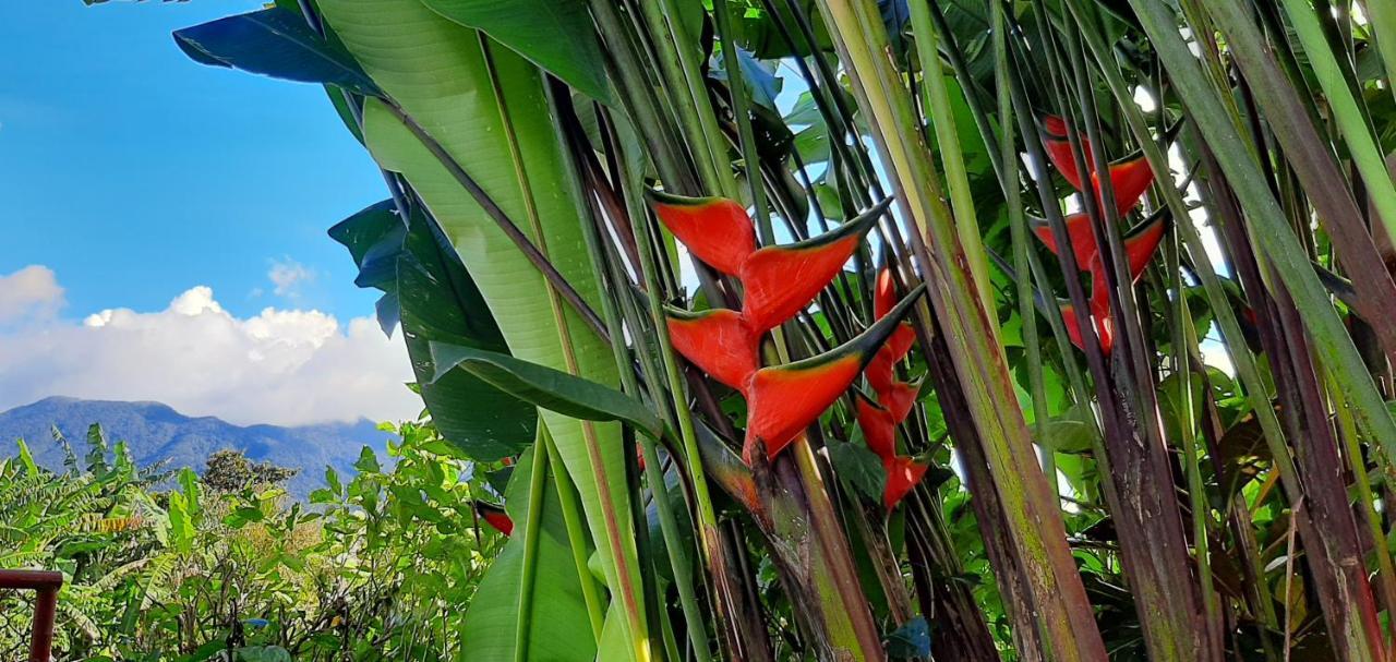 Bed and Breakfast Jardin entre Montañas Bijagua Exterior foto